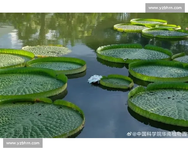 亚马孙王莲：黑夜绽放的 “善变花王”